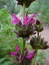Salvia spathacea flower
